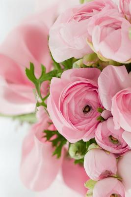 Download Pink Roses: Light Pink Roses Express Gentleness and Admiration While Dark Pink Roses Show Gratitude. -  file in PDF